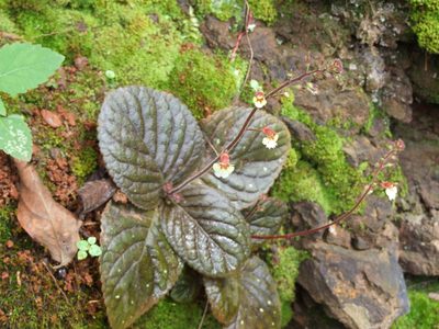 Gloxinia erinoides, photographed by cstobie