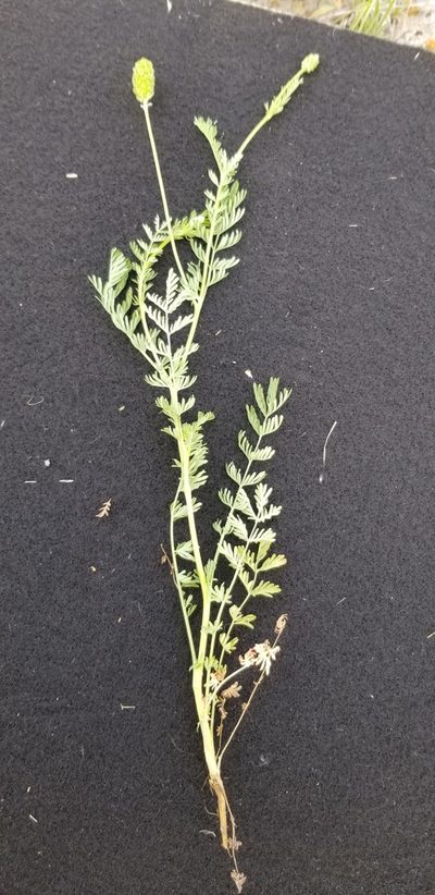 Sanguisorba annua, photographed by L Penn