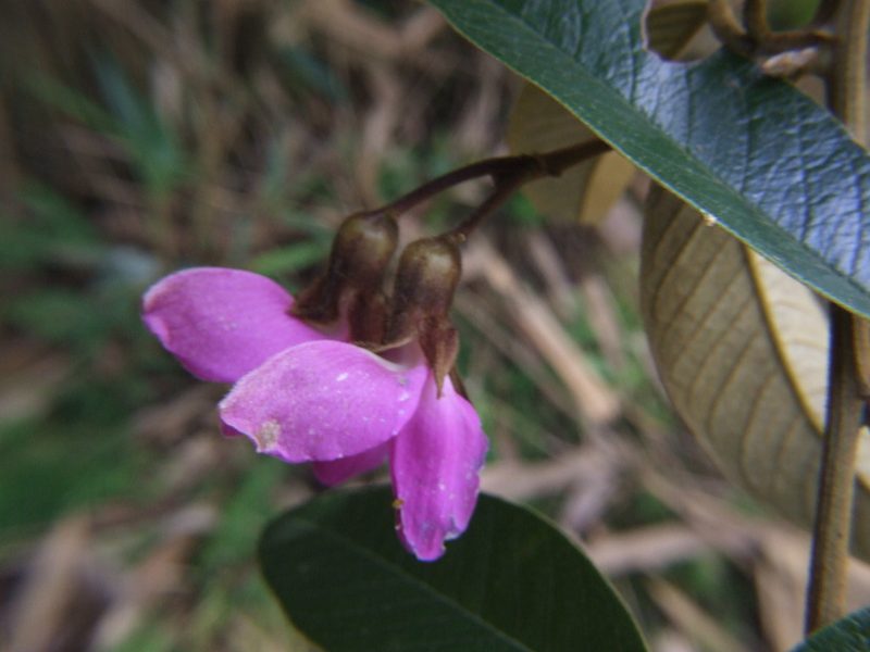 Collaea speciosa, photographed by cstobie