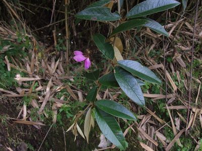Collaea speciosa, photographed by cstobie