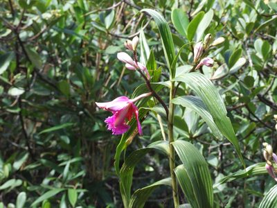 Sobralia dichotoma, photographed by cstobie