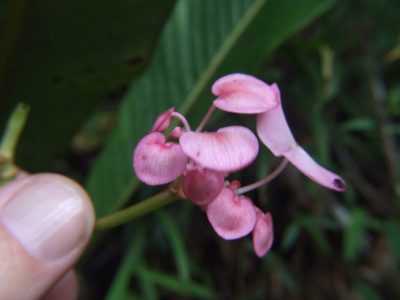 Begonia bracteosa, photographed by cstobie