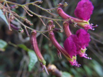 Cuphea cordata, photographed by cstobie
