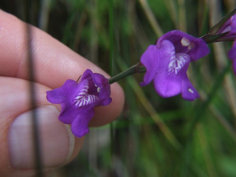 Justicia alpina, photographed by cstobie