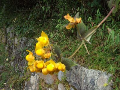 Calceolaria flexuosa, photographed by cstobie
