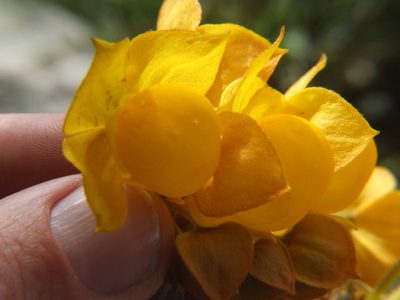 Calceolaria flexuosa, photographed by cstobie