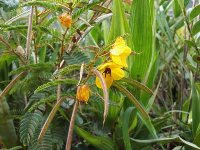 Chamaecrista glandulosa, photographed by cstobie