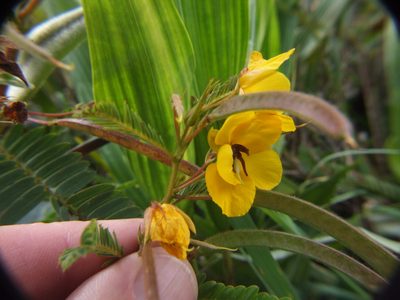 Chamaecrista glandulosa, photographed by cstobie