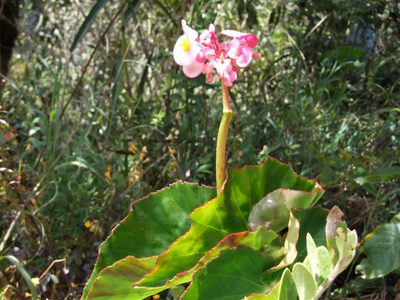 Begonia bracteosa, photographed by cstobie