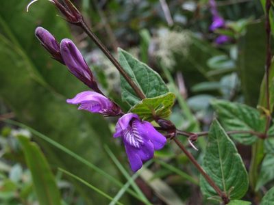 Justicia alpina, photographed by cstobie