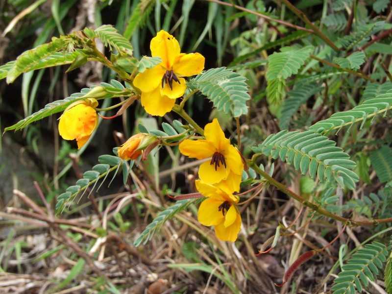 Chamaecrista glandulosa, photographed by cstobie