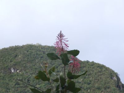 Oreocallis grandiflora, photographed by cstobie