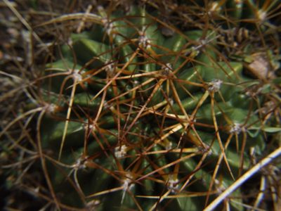 Lobivia maximiliana, photographed by cstobie