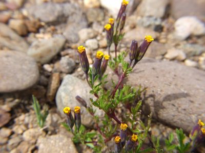 Tagetes multiflora, photographed by cstobie