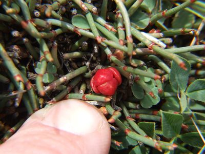 Ephedra rupestris, photographed by cstobie