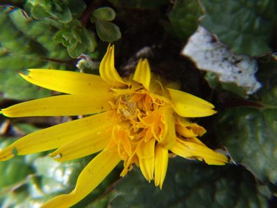 Paranephelius ovatus, photographed by cstobie