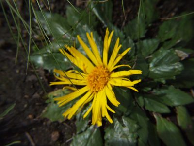 Paranephelius ovatus, photographed by cstobie