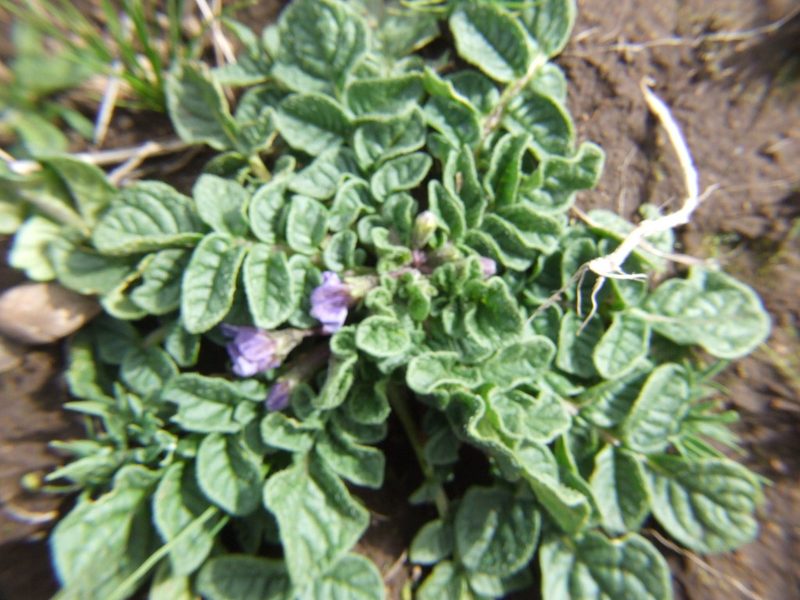 Solanum acaule, photographed by cstobie
