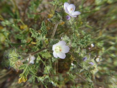 Tarasa tenuis, photographed by cstobie