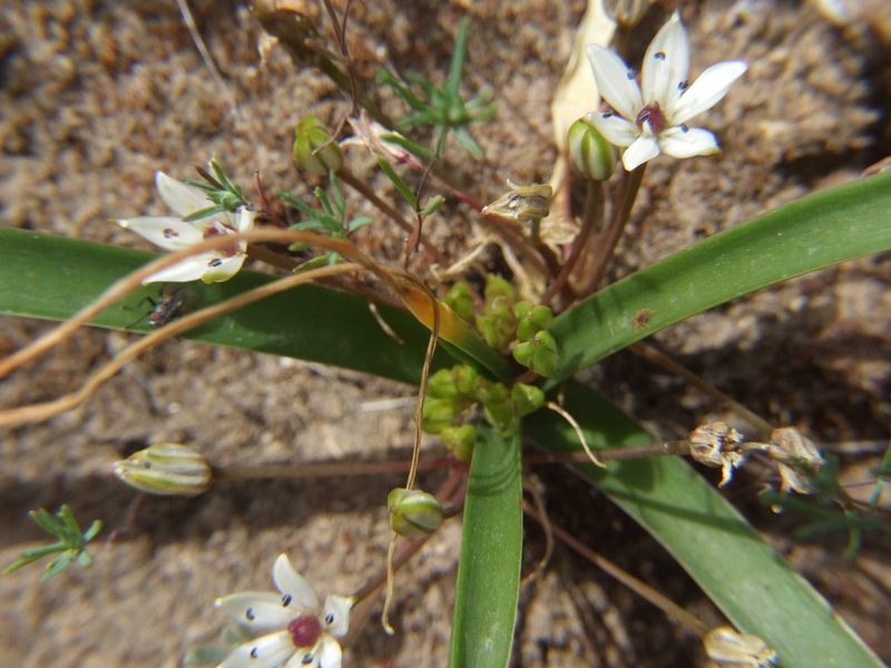 Oziroe acaulis, photographed by cstobie