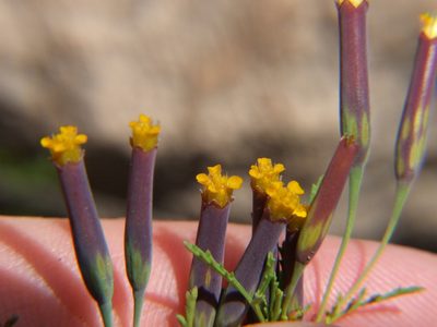 Tagetes multiflora, photographed by cstobie