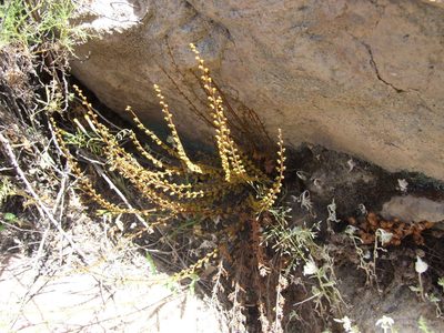 Quechuapteris pruinata, photographed by cstobie