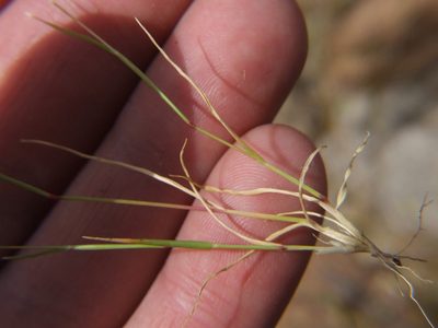 Bouteloua simplex, photographed by cstobie