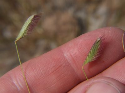 Bouteloua simplex, photographed by cstobie