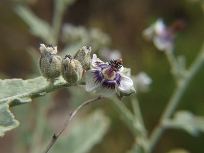 Tarasa operculata, photographed by cstobie