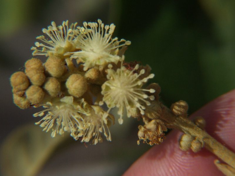 Croton ruizianus, photographed by cstobie
