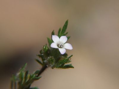 Gilia laciniata, photographed by cstobie