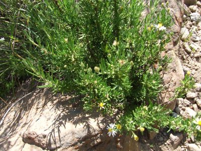 Diplostephium meyenii, photographed by cstobie