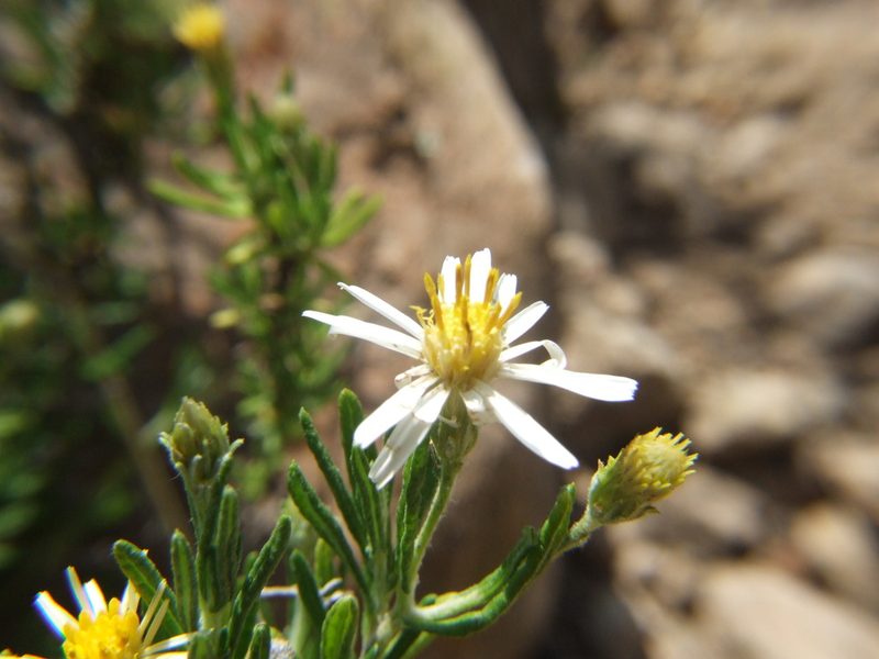 Diplostephium meyenii, photographed by cstobie