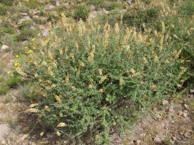 Mulguraea arequipensis, photographed by cstobie
