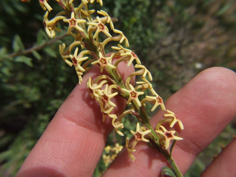 Mulguraea arequipensis, photographed by cstobie