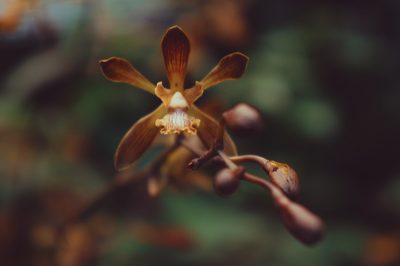 Encyclia parviflora, photographed by Claudio Cantú Muñiz