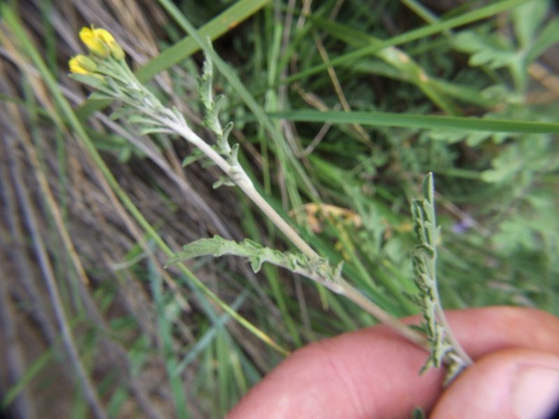 Descurainia myriophylla, photographed by cstobie