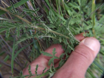 Descurainia myriophylla, photographed by cstobie