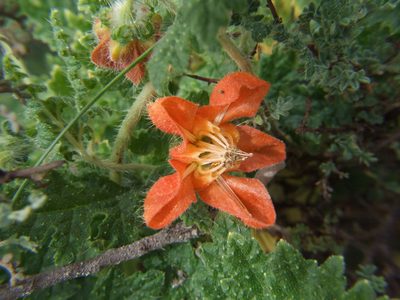 Caiophora cirsiifolia, photographed by cstobie