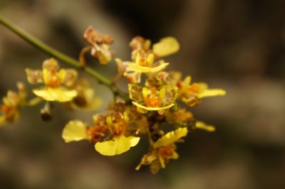 Trichocentrum ascendens, photographed by Claudio Cantú Muñiz
