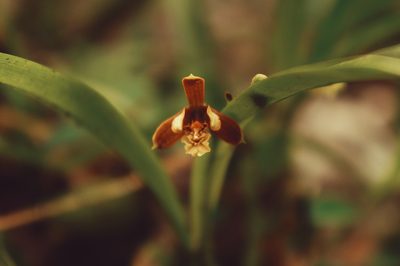 Prosthechea livida, photographed by Claudio Cantú Muñiz