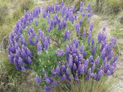 Lupinus saxatilis, photographed by cstobie