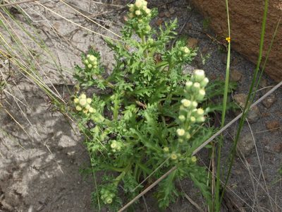 Laennecia artemisiifolia, photographed by cstobie