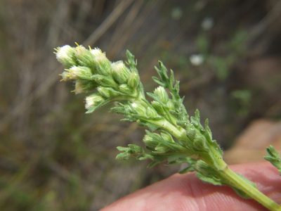 Laennecia artemisiifolia, photographed by cstobie