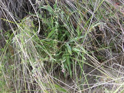 Conyza deserticola, photographed by cstobie