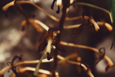 Epidendrum cristatum, photographed by Claudio Cantú Muñiz