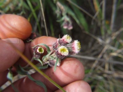 Conyza deserticola, photographed by cstobie