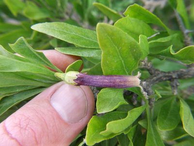 Dunalia spinosa, photographed by cstobie