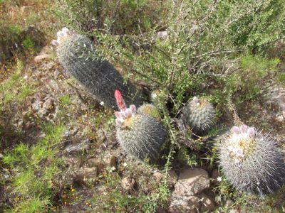 Oreocereus hempelianus, photographed by cstobie
