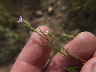 Gilia laciniata, photographed by cstobie